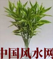 崇左十二生肖养什么植物最旺财运？你知道吗！